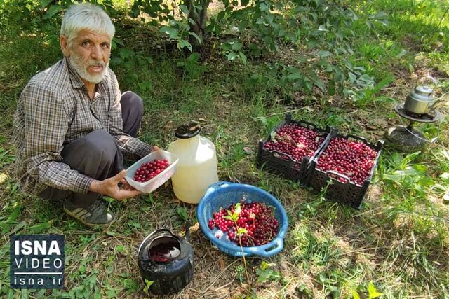 ویدئو / باغداران قطب آلبالو، محروم از سود منصفانه